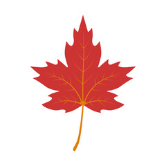 Autumn maple leaf. Color vector illustration. PNG with transparent background.	