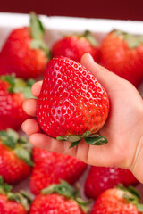 Fresh Red Dandong Strawberry in Hand with Berry Background - Healthy Organic Fruit