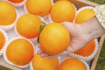 Fresh Juicy Orange in Hand from Wooden Crate - Premium Citrus Fruit Harvest