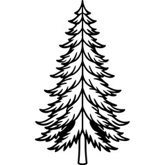 Douglas‑fir line art vector
