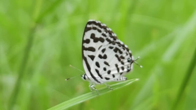 Small black and white common Pierrot butterfly (Castalius rosimon) dances over blossoms in warm summer meadow