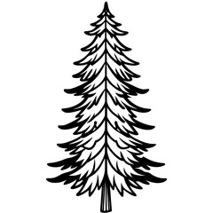 Fototapeta premium Douglas‑fir line art vector