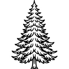 Douglas‑fir line art vector