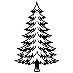 Douglas‑fir line art vector