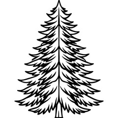Obraz premium Douglas‑fir line art vector
