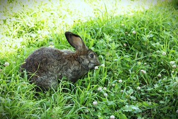 rabbit is nestled among tall, green grass, its long ears visible. The shallow depth of field blurs the background, space for text 