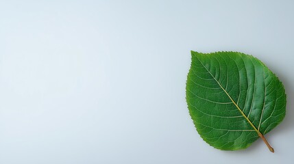 Obraz premium Single green leaf on light pastel background top view with copy space banner mockup template, minimal nature concept for eco design and creative presentation