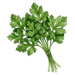 Fresh bunch of curly parsley herb isolated on transparent background