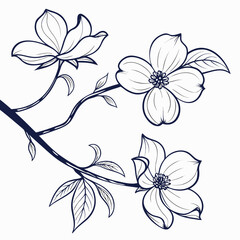dogwood white flower on white background 