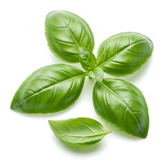 Fototapeta premium basil leaves fresh garnish, isolated on white background