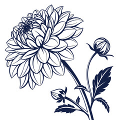 dahlia white on white background 