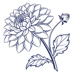 dahlia white with leaves