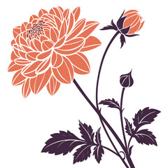 dahlia orange apricot vector