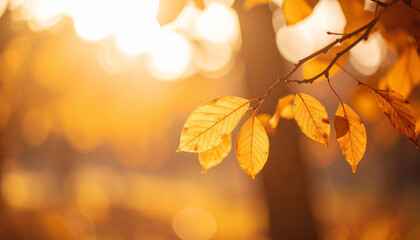 黄金色に輝く秋の木の葉と柔らかな逆光、夕暮れの温かい雰囲気を感じさせる自然風景、秋の訪れを告げる美しい紅葉のイメージ