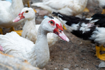Flock of ducks on the rural farm. Poultry and subsistence farming concept. Detail of a duck head. Close up of Ducks feed on traditional rural barnyard. Free range poultry farming concept.