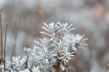 Close-up of a cut lavender plant standing in a winter garden