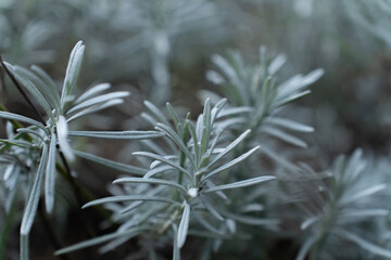 delicate floral elegance in pastel shades