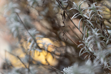 sunset through lavender branches in the autumn garden