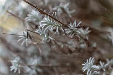Lavender branches with frost against sunset background