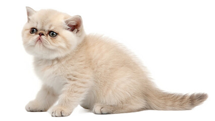 cute cat, isolated on a transparent background PNG