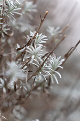 Vertical view of Soft pastel blue and turquoise lavender winter landscape