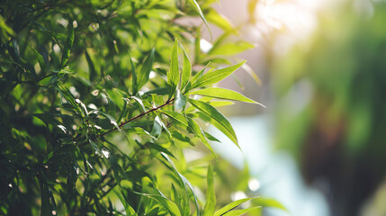 Obraz premium environmental. Blurred green foliage with sunlight bokeh, creating a serene nature background with shallow focus. travel magazines.