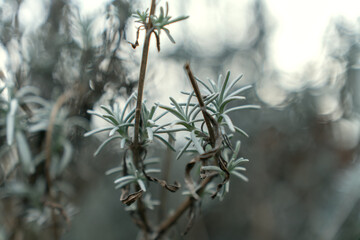 Elegant background for a Christmas decoration of a lavender plant
