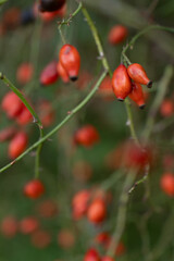 Vertical view of red dog-rose berries on green