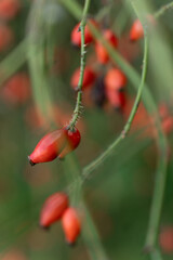 rose hip berries in a vegetable garden