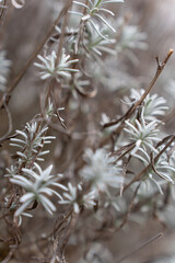 Close-up of bright turquoise lavender in winter