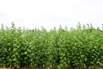 Large fresh mugwort plants with green leaves growing in agricultural fields for herbal medicine origin