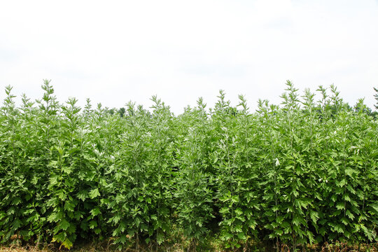 Large fresh mugwort plants with green leaves growing in agricultural fields for herbal medicine origin