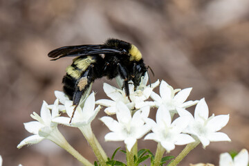 bee on flower © Michele