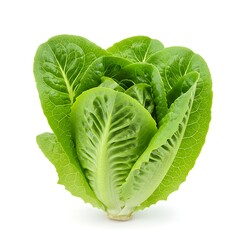 Obraz premium leaf lettuce bright green, isolated on white background