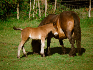 Fototapeta premium Foal and Mare Grazing in a Pasture - A tender moment between a brown foal and its mother, a mare, grazing together in a green, grassy field.