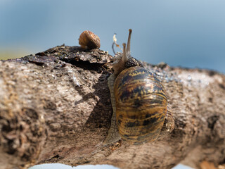 Snails on a Branch, Macro View - Two snails on a tree branch, one on top and one hanging below, with a shallow depth of field.