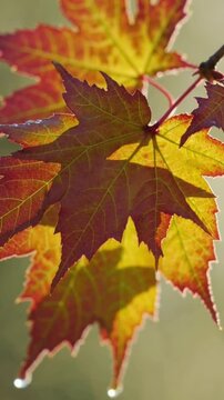 autumn maple leaf