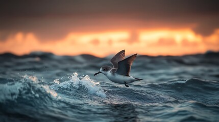 Fototapeta premium A magnificent dolphin soars into the sky over the blue ocean at sunset