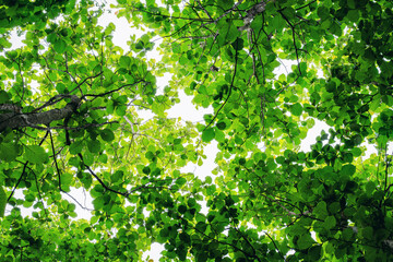 Fototapeta premium Green lush foliage forest background texture with branch of tree in forest. Ecosystem Earth Day Environment to Reduce low carbon. nature, forestry, environment and sustainability concept