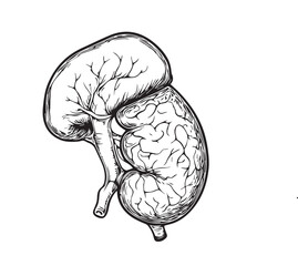 human pancreas vector illustration