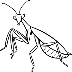 Praying mantis line art vector