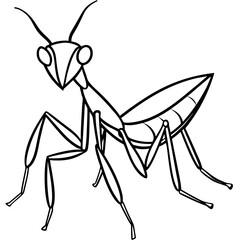 Praying mantis line art vector
