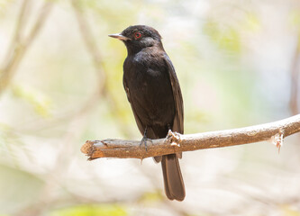Fototapeta premium blackbird on a branch