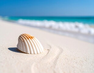 Seashell on sandy beach