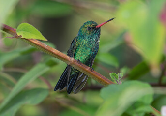 glittering hummingbird