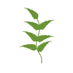 Illustration of a green fern leaf. Flat design of a fern leaf. Illustration of a wild grass. Illustration of a leaf 