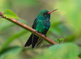 hummingbird on a branch