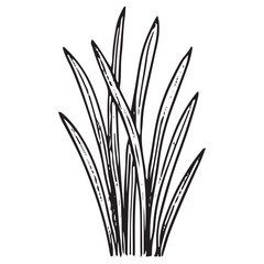 Fototapeta premium Bunch of Pond Reeds Grass Vector