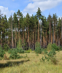 Pinus sylvestris - young seedlings and mature pine trees © olgavolodina