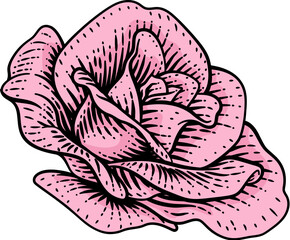 A rose flower woodcut illustration in a vintage engraved etching woodcut style